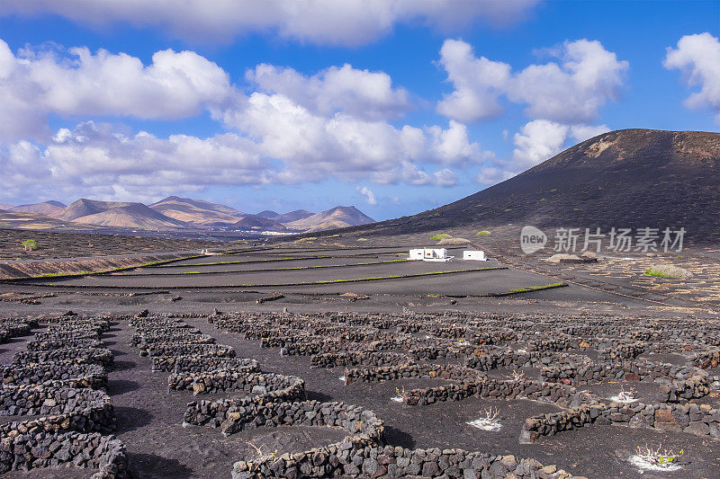 兰萨罗特，加那利群岛- La Geria，冬季葡萄园